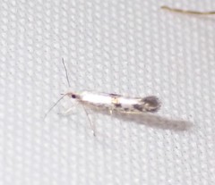 Argyresthia oreasella