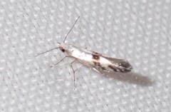 Argyresthia oreasella