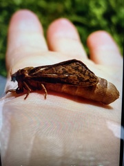 Pharmacis cantabricus