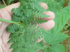 Dryopteris campyloptera