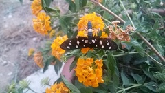 Amata ragazzii