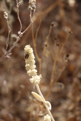 Eudolycoris alluaudi