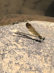 Calopteryx syriaca