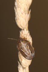 Neottiglossa flavomarginata