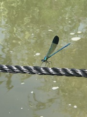 Calopteryx syriaca
