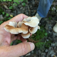 Crepidotus nyssicola