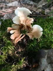 Crepidotus nyssicola