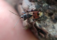 Eremocoris