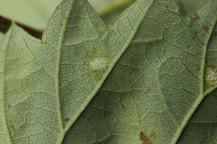 Podosphaera macularis