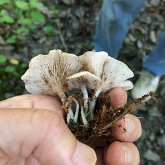 Crepidotus nyssicola