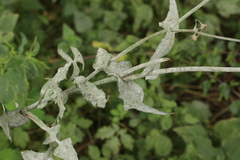 Golovinomyces sonchicola