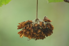 Dombeya wallichii