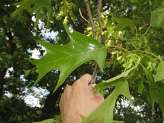 Amphibolips quercusspongifica