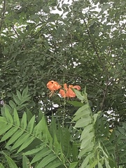 Lilium lancifolium