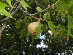 Amphibolips quercusspongifica