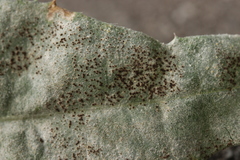 Golovinomyces sonchicola