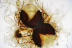 Golovinomyces sonchicola