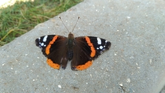 Vanessa atalanta