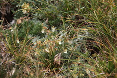 Teucrium montanum jailae