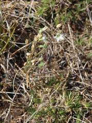 Minuartia hirsuta