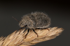 Irochrotus maculiventris