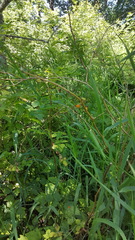 Rubus spectabilis spectabilis