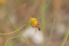 Eucerceris canaliculata