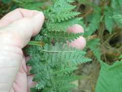 Dryopteris campyloptera