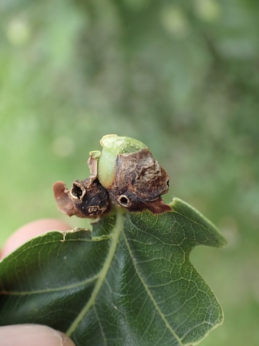 Oak Curved-leaf Gall Wasp