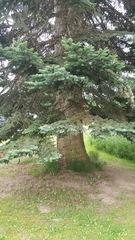 Abies procera