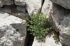 Scrophularia rupestris