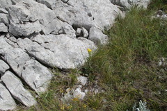 Solidago virgaurea taurica