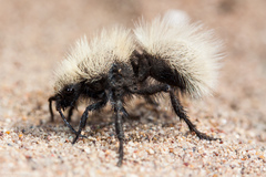 Dasymutilla sackenii