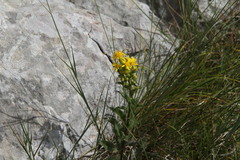 Solidago virgaurea taurica