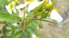 Pijnackeria hispanica