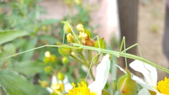 Pijnackeria hispanica