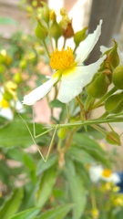 Pijnackeria hispanica
