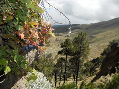 Berberis alpina