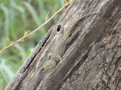 Sceloporus cyanogenys