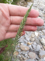 Elymus athericus