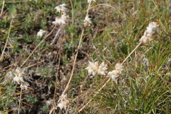 Anthyllis vulneraria boissieri