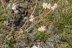 Anthyllis vulneraria boissieri