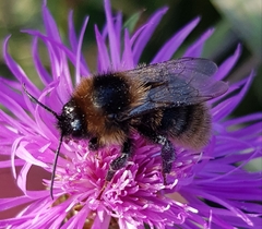 Bombus subterraneus