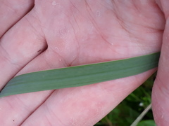Elymus athericus