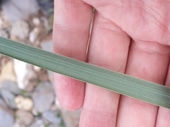 Elymus athericus