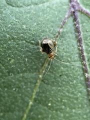 Halticus luteicollis