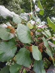 Actinidia