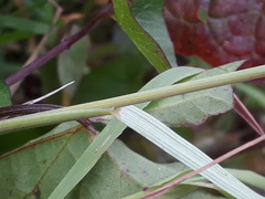 Elymus athericus