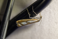 Catoptria latiradiellus