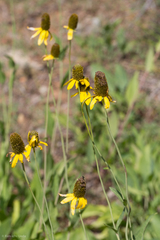 Rudbeckia glaucescens
